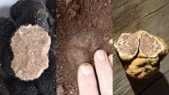 Τρούφα made in Greece: Το υπόγειο χρυσάφι που βάζει τη χώρα στον γκουρμέ χάρτη