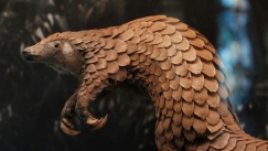 Ο παγκολίνος είναι το πιο διακινούμενο θηλαστικό στον κόσμο και απειλείται με εξαφάνιση