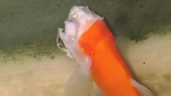 Το «χρυσόψαρο-ζόμπι» στην Κίνα: Κολυμπούσε χωρίς κεφάλι επί δύο εβδομάδες (vid)