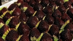 «Black Pearl»: Οι μαύρες φράουλες της Κίνας που κοστίζουν έως 45 δολάρια το κιλό (vid)