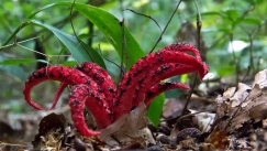 Μοιάζει με πλάσμα τρόμου, αλλά είναι μανιτάρι: Το παράξενο Clathrus archeri που μυρίζει σάπιο κρέας