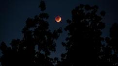 Μπορούν τα δέντρα να «προβλέψουν» μια ηλιακή έκλειψη; Οι επιστήμονες έχουν την απάντηση! 