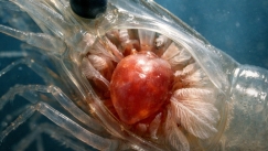 Πού βρίσκεται η καρδιά της γαρίδας; Η απάντηση που λίγοι γνωρίζουν