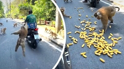 Συμμορία σεσημασμένων μαϊμούδων έστησε ενέδρα σε άνδρα που μετέφερε μπανάνες