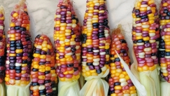 Glass Gem Corn: Το καλαμπόκι που λάμπει όπως οι πολύτιμοι λίθοι