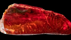 Πρωτοφανές αρχαιολογικό εύρημα: Μυρμήγκι 40 εκατ. ετών βρέθηκε σε κεχριμπάρι του Γκαίτε