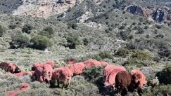 Βοσκός στην Κρήτη έβαψε κόκκινα τα πρόβατά του: Ο απίθανος λόγος της απόφασής του (vid)