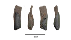 Ανακαλύφθηκε στην Ελλάδα το αρχαιότερο εργαλείο της ανθρωπότητας: Έχει ηλικία άνω των 400.000 ετών