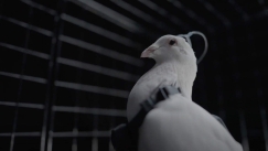 Περιστέρια-κατάσκοποι; Η ρωσική τεχνολογία ελέγχει τα πουλιά μέσω τηλεχειρισμού