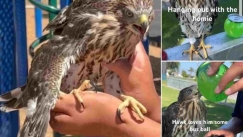 Αμερικανός «έφαγε» 45 ημέρες φυλακή επειδή έδωσε αλκοόλ σε πτηνό (vid)