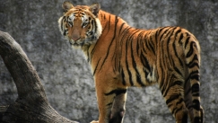 Πάνω από 37.000 δέντρα φυτεύτηκαν στο Καζακστάν για έναν σκοπό: Την επιστροφή των τίγρεων (vid)