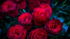 Το «τοξικό» μυστικό των λουλουδιών του Αγίου Βαλεντίνου: Υψηλά επίπεδα παρασιτοκτόνων