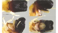 «Δεν μοιάζει με τίποτα που έχουμε δει μέχρι τώρα»: Παράξενο νέο έντομο εκπλήσσει τους επιστήμονες