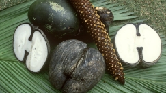 Ο μεγαλύτερος σπόρος στη Γη ζυγίζει 30 κιλά - Το εντυπωσιακό «coco de mer» των Σεϋχελλών