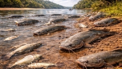 Το ψάρι που μπορεί να ζήσει για ώρες εκτός νερού, να κινηθεί στη στεριά και να κατασπαράζει άλλα είδη