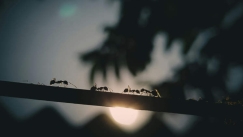 Χωρίς αρσενικά: Ανακαλύφθηκε το μυρμήγκι που αναπαράγεται με κλωνοποίηση και καταλαμβάνει ξένες αποικίες (vid)