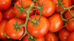 Επιστήμονες δημιούργησαν την πρώτη αρωματική ντομάτα με γεύση... ποπ κορν βουτύρου 