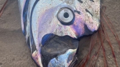 «Προάγγελος της καταστροφής»: Ξεβράστηκε το ψάρι που «δείχνει» πώς έρχεται μεγάλος σεισμός