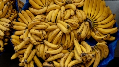 Η λάθος παραγγελία σε νησί της Σκωτίας: Οι κάτοικοι βρέθηκαν ξαφνικά με χιλιάδες μπανάνες