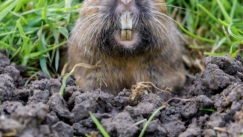 Πείραμα 40 ετών: Πώς τα τρωκτικά «αναγέννησαν» κατεστραμμένες από ηφαίστειο περιοχές