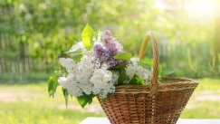 Τα 6 φυτά του Πάσχα που φέρνουν την Άνοιξη