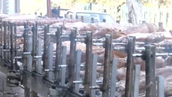 Έχουμε νικητή: Κρεοπωλείο στην Πάτρα έστησε σχεδόν 100 σούβλες με αρνιά (vid)