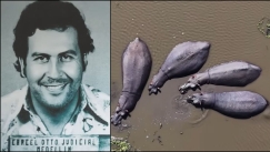 Η Κολομβία εγκρίνει τη θανάτωση δεκάδων «ιπποπόταμων της κοκαΐνης» που συνδέονται με τον Εσκομπάρ