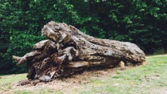 Βρήκε μεταλλικό σωλήνα κολλημένο σε δέντρο και αποδείχθηκε πως είναι ένα ιστορικό τεχνούργημα αξίας 75.000 ευρώ