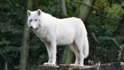 Σοκ σε ζωολογικό κήπο: Νήπιο τραυματίστηκε από λύκο ενώ οι γονείς κοιτούσαν τα κινητά