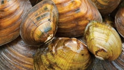 Τα μύδια του γλυκού νερού εξαφανίζονται: Το οικολογικό μυστήριο που ανησυχεί τους επιστήμονες