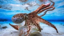 Χταπόδι-γίγας πιθανότητα να έζησε στις θάλασσες: Η ανακάλυψη των επιστημόνων που ζωντανεύει τον μύθο