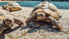 Συνελήφθη 19χρονη στο αεροδρόμιο της Μπανγκόκ: Είχε κρυμμένες 30 σπάνιες χελώνες