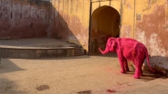 Οργή στην Ινδία με Ρωσίδα φωτογράφο: Έβαψε ροζ ελέφαντα και πέθανε τέσσερις μήνες μετά (vid)