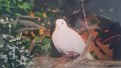 Ρεκόρ Guinness για ένα... περιστέρι: Πέθανε σε ηλικία 44 ετών, διπλάσια από το προσδόκιμο ζωής 