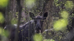 Οι επιστήμονες αναλύουν το μεγαλύτερο παράδοξο στο Τσερνόμπιλ: «Είναι πολύ καλύτερα από ό,τι πριν»