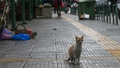 Γιατί υπάρχουν τόσες αδέσποτες γάτες στους δρόμους; Η λύση στο πρόβλημα και τα λάθη που γίνονται