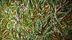 Αναβιώνει ξεχασμένο μεσογειακό έθιμο με δεντρολίβανο - Τι συμβολίζει
