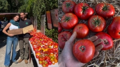 Αγρότης στην Ισπανία καλλιέργησε ντομάτες του 1916: Πώς κατάφερε να βρει τον σπόρο τους