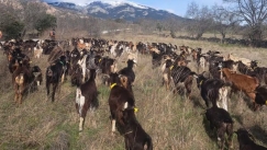 Κοπάδι 300 κατσικιών εισβάλλει στους ισπανικούς δρόμους με μια απροσδόκητη αποστολή: Να σταματήσει τις πυρκαγιές