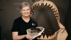 Megalodon: Βρέθηκε ο σπόνδυλος του μεγαλύτερου καρχαρία που είχε χαθεί σε μετακόμιση μουσείου