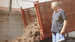 Ένα μικροσκοπικό έντομο έβαλε τέλος σε επιχείρηση 80 ετών: Τέλος εποχής για τα ιταλικά κουκουνάρια
