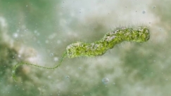 Vibrio: Όσα γνωρίζουμε για το βακτήριο που τρώει τη σάρκα - Πάνω από 15 κρούσματα και 7 θάνατοι