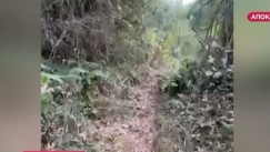 Τούρκοι πρόσφυγες παρήγαγαν κάνναβη στην Μεσσηνία: Πάνω από 200.000€ αξία των κατασχεθέντων στα Εξάρχεια