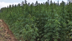 Ζευγάρι στην Λάρισα μαζί με τον γιο τους, είχαν την μεγαλύτερη χασισοφυτεία στο νομό