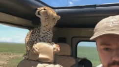 Τσιτάχ «μπούκαρε» στο τζιπ κι ο τουρίστας τα είδε... όλα (vid)