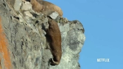 Ζωολόγος διαψεύδει το Netflix για τους θανάτους των θαλάσσιων ίππων (vid)