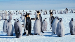 Η δεύτερη μεγαλύτερη αποικία πιγκουίνων χάθηκε σε μία νύχτα λόγω της υπερθέρμανσης του πλανήτη (vid)