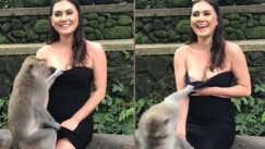 Μαϊμού αποκάλυψε το μπούστο τουρίστριας που φωτογραφιζόταν μαζί της (vid)