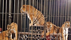 Τίγρεις σε τσίρκο κατασπάραξαν τον θηριοδαμαστή τους λιγο πριν την έναρξη του θεάματος