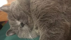 Μερακλής γάτος ζευγάρωσε 5 φορές σε ένα βράδυ με αποτέλεσμα να χρειαστεί φαρμακευτική βοήθεια (vid)